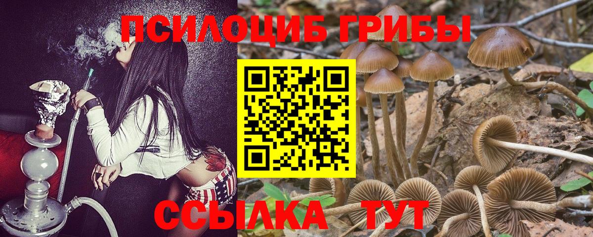 Елец  Псилоцибиновые грибы MAGIC MUSHROOMS  Вход с VPN 
